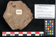 Foto (Objekt + Etikett) von Pinus palaeostrobus Ettingshausen (NHMW-GEO-2024-0188-8261)